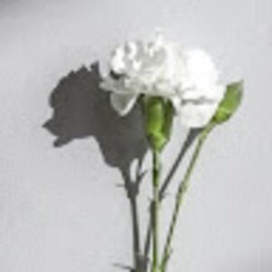 Meet your Posher, Lilianna